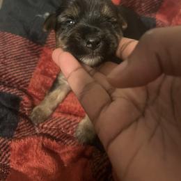 Homer - Black and tan male Yorkshire Terrier puppy in Gastonia, North Carolina from Precious pups dynasty kennel