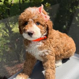 Focaccia - Red  female Goldendoodle puppy in Miami, Florida from Jade’s Paws & Co. Of Miami LLC