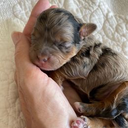 Hot pink - Merle female Shihpoo puppy in Millsap, Texas from Gaston’s Posh Poodles and Doodles