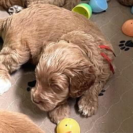 Hope (Red) - Apricot female Labradoodle puppy in Mechanicville, New York from Deuce's Doodles