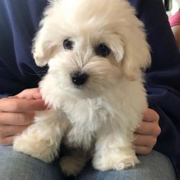 Coton de Tulear Puppies from Pima Coton