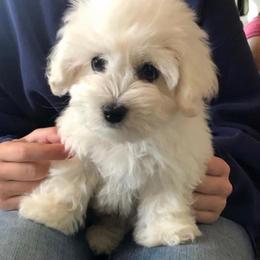 Coton de Tulear Puppies from Pima Coton