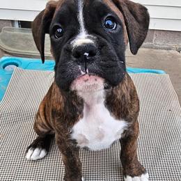Ovie (performace or show home only) - Brindle female Boxer puppy in East Moline, Illinois from WildRiver Boxers