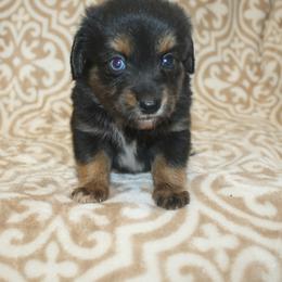 Blue - Black tri female Toy Australian Shepherd puppy in Licking, Missouri from Burnett Aussies