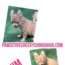 Kim - Chocolate blue female Chihuahua puppy in Williamsburg, Virginia from PAWSitive Cheeky Chihuahuas