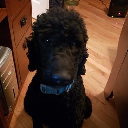 Goldendoodles from Christie doodles and poodles