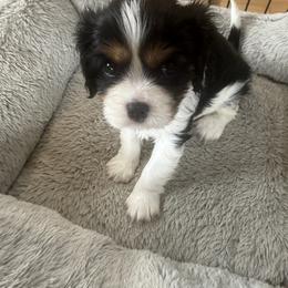 Cavalier King Charles Spaniel Puppies from George Larkin