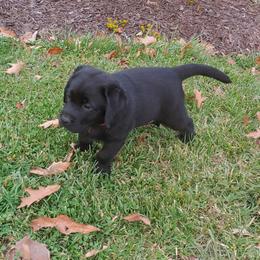 Labrador Retriever Puppies from Ganderwood