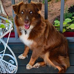 Presley - Miniature Australian Shepherd