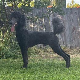 Alex - Poodle