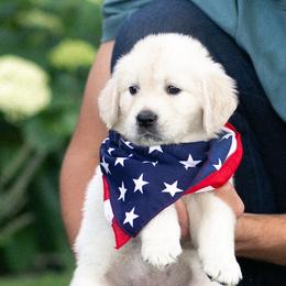 Buster - Light golden male Golden Retriever puppy in Morris, Minnesota from Midwest English Cream Goldens