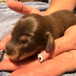Fawn - Fawn (isabella) and tan female Dachshund puppy in Glendale, Arizona from Collier Dachshunds