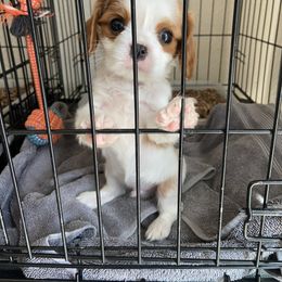 Cavalier King Charles Spaniel Puppies from Christina’s Cavaliers