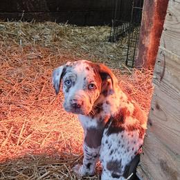 Catahoula Leopard Dog and Pembroke Welsh Corgi Puppies from Peach Tree/Shoreline Catahoulas & Corgis