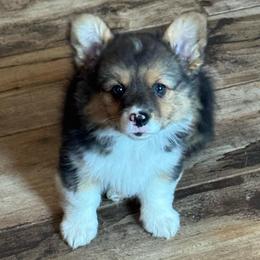 Zeus - Black and tan male Pembroke Welsh Corgi puppy in Midland, Arkansas from Woodwick Corgis