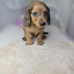 Dumplin - Sable male Dachshund puppy in Arthur, Illinois from Dachs and Poms