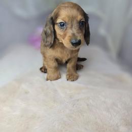 Dumplin - Sable male Dachshund puppy in Arthur, Illinois from Dachs and Poms