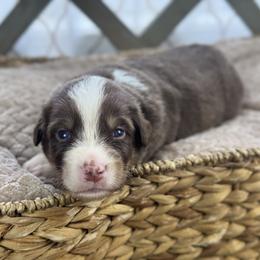 Girl 3: Poppy - Red tri-color female Australian Shepherd puppy in Volant, Pennsylvania from Addie's Aussies