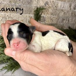 Canary - Black and white female Bernedoodle puppy in Midland, Michigan from Northern Charm Farm