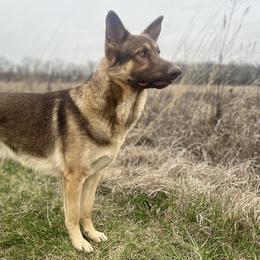 German Shepherds from Urekar Haus