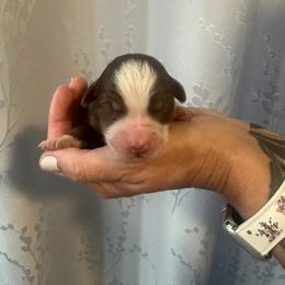 Cedar - Red tri-color male Australian Shepherd puppy in Hemet, California from Perfect Companion Aussie's