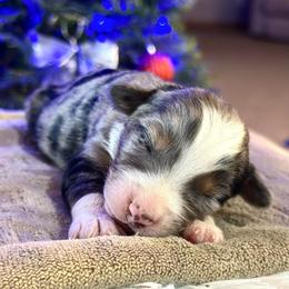 Peppermint - Blue merle female Miniature American Shepherd puppy in Bayard, Nebraska from Puppies by Alies