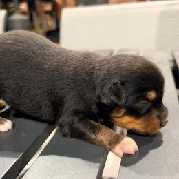 DiamondR Hazel - Black Tri Female - Black tri female Miniature Australian Shepherd puppy in Gravette, Arkansas from DiamondR Mini Aussies @ DiamondR Farm & Kennel