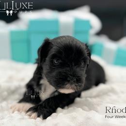 Rhodes - Black and white male Shorkie puppy in Scottsdale, Arizona from Lil Luxe Pups