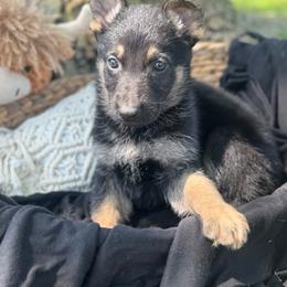 Cillian - Bi-color male German Shepherd puppy in Dover, Delaware from Fornax