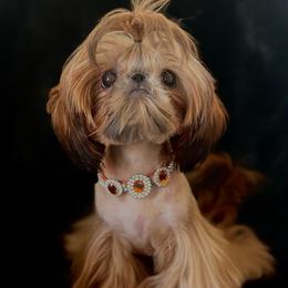 Malibu - Shih Tzu