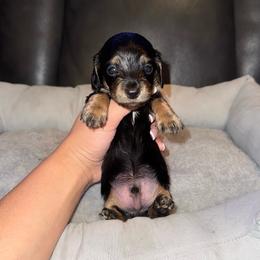 Woody - Black and tan male Dachshund puppy in Ceres, California from Rockin' M’s LilBitty Dachshunds (LBD)