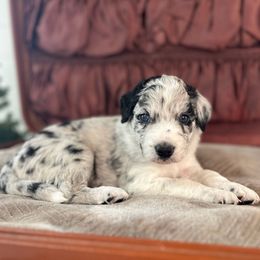 Rocky - White and blue merle male Bordoodle puppy in Valley Center, California from Circle R Valley Bordoodls