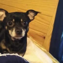 Chihuahuas from Little Lucys Chihuahuas