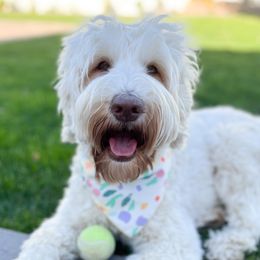 Daisy - Australian Labradoodle