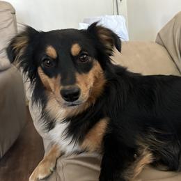 Angel - Australian Shepherd