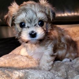 Maltese and Morkie Puppies from K and E Small Breed Puppies