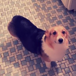 Boston Terriers, Olde English Bulldogges, and Pembroke Welsh Corgis from Smiths Companions