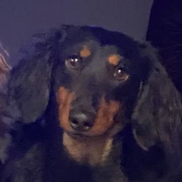 Piper - Dachshund