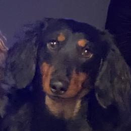 Piper - Dachshund