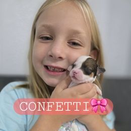 Confetti - female Cavapoochon puppy in Whitehouse, Texas from Cavapoochon Central
