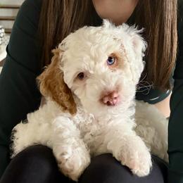 Olaf - Buff and white male Cockapoo puppy in Richmond, Kentucky from Ham’s Cockapoos