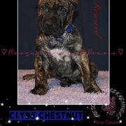 Clyde Chestnut - Tiger male Perro de Presa Canario puppy in El Paso, Texas from Mesquite Creek Kennels