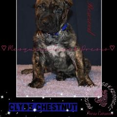 Clyde Chestnut - Tiger male Perro de Presa Canario puppy in El Paso, Texas from Mesquite Creek Kennels