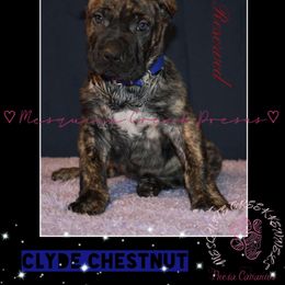Clyde Chestnut - Tiger male Perro de Presa Canario puppy in El Paso, Texas from Mesquite Creek Kennels