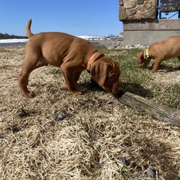Dalmatian and Vizsla Puppies from River Falls Kennel