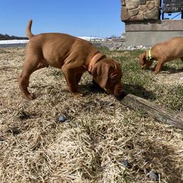 Dalmatian and Vizsla Puppies from River Falls Kennel