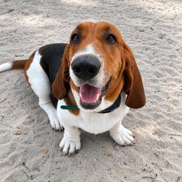 Fred - Basset Hound
