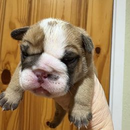Flap jack - Fawn and white male Bulldog puppy in Wolf Creek, Oregon from Dejah Bleu Bulldogs
