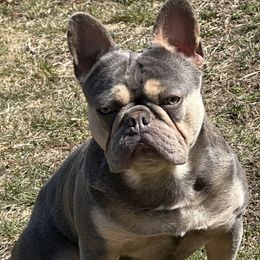 Ziggy - French Bulldog