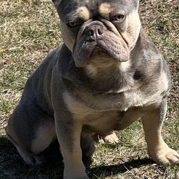 Ziggy - French Bulldog